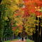 Burning maple