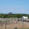 Horses on Block Island