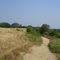 Trail on Block Island