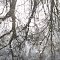 River Reflection