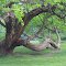Old Tree