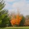 Hannibal Park at Fall # 1