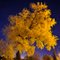 tree @ night