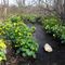 The stream with marsh marigold