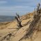 The Lake Michigan shore