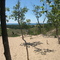 Dunes