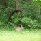 Wild Rabbit in South Mississippi