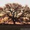 Live Oak at Sunrise - Hernando County, FL, USA