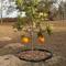 2 Oranges and a gopher mound