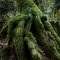 Arroya Park Reserve: Temperate Forest