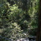 Canyon Creek at Towle