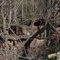 Rusted Car in the Woods