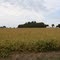Emerald Mound
