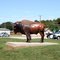 Bison Buffalo Roamed The Prairies Of The Mid-West (Illinois) For Thousands Of Years And Were Hunted By The Native People For Food, Clothing, And Tools Made From Their Bone......(1622394350)