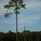Lone Pine