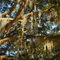 Spanish Moss at the Hofwyl Plantation