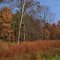 Alden in the Fall