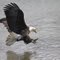 eagle at farmington bay 9