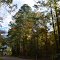 The Enormity of the Forest