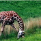 Binder Park Zoo, Battle Creek, MI