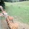 Binder Zoo near Battle Creek, Michigan