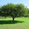 A Tree at Maple Street Park, Essex Junction, Vermont