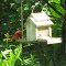 Mr. Cardinal's feeding time