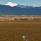 Blue Heron, Mt. Baker & Twin Sisters