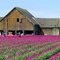 Photographer's Field Day (Tulip "Negrita")