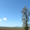 Bald Eagle and Nest near Skagit Regional Airport