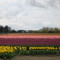 Skagit Valley Tulips