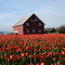 Tulip Festival