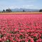  Beauty of tulip world in WA.Winner of honorable mention,december2010