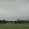 thousands of Trumpeter Swans  along I-5 Corridor