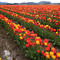 Spring Wash in Mount Vernon, Washington