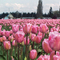 Mount Vernon, Washington Pink
