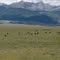 Buffalo; Highway 69, S of Westcliffe, CO