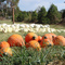 Pleasant Valley Farms - Gourds