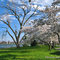 Cherry Blossom Festival in Washington DC