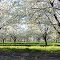 cherry blossom