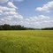 Wheat Field