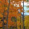 Orange Aspens in West Willow Creek Valley Canyon