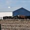 Manchester Area Cattle