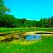 Swamp