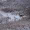 Whitetail deer in snow
