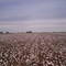 Cotton Season in West Texas