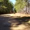Homochitto Nat. Forest road