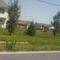 small trees start to grow