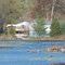Brush lake
