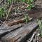 Rail Tie